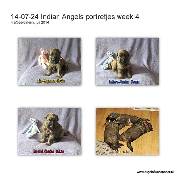 Indian Angels Portretjes week 4, pups zijn hier 3 weken oud